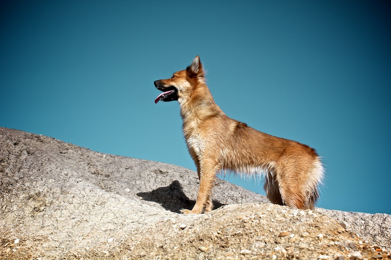 Illustration for article titled Shooting Challenge Pets Gallery 1